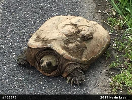 Snapping Turtle