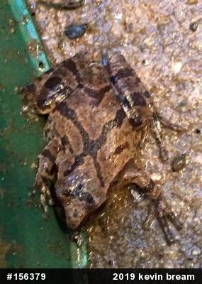 Spring Peeper