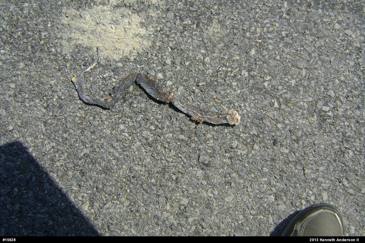 Eastern Gartersnake