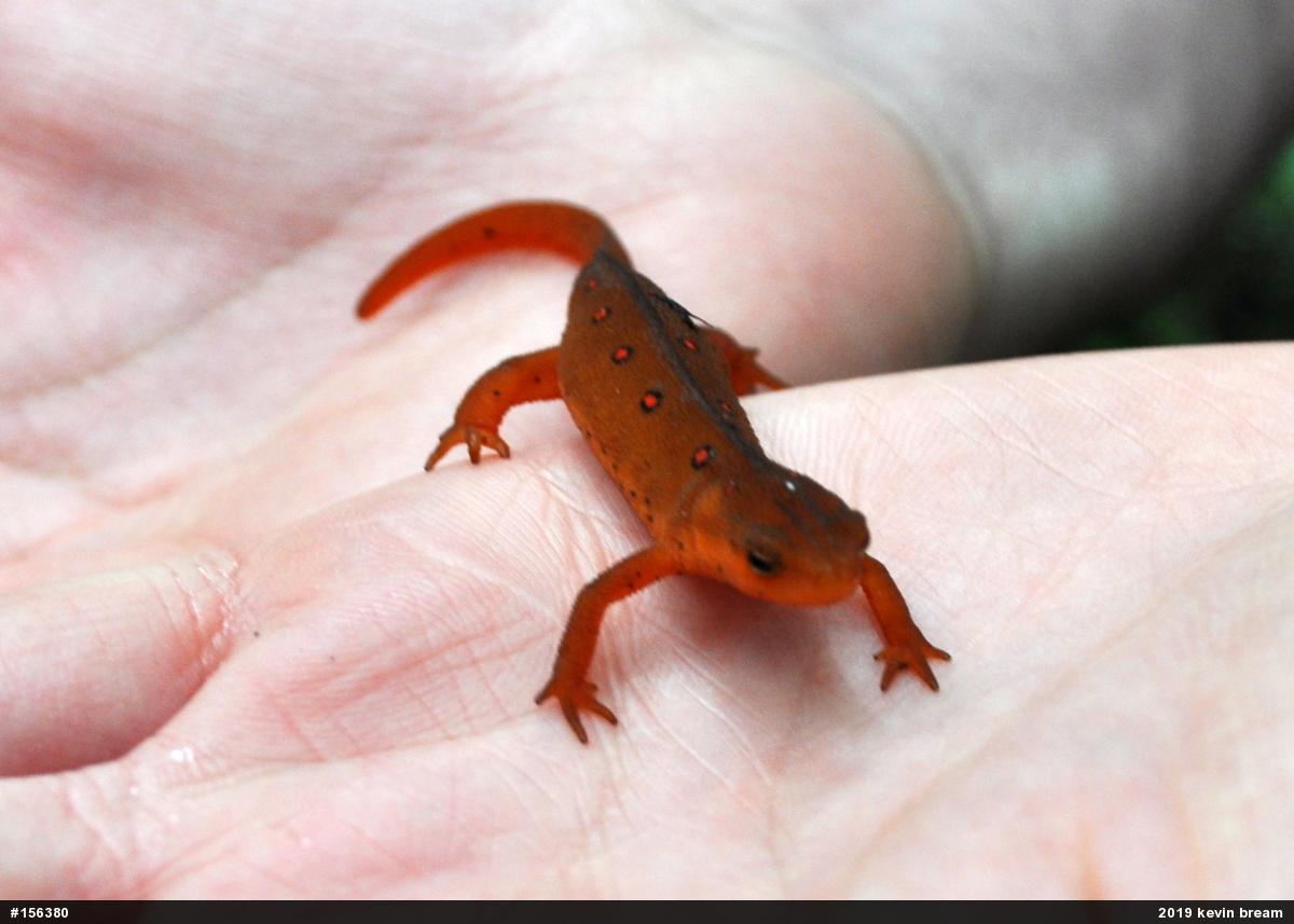 Red-spotted Newt