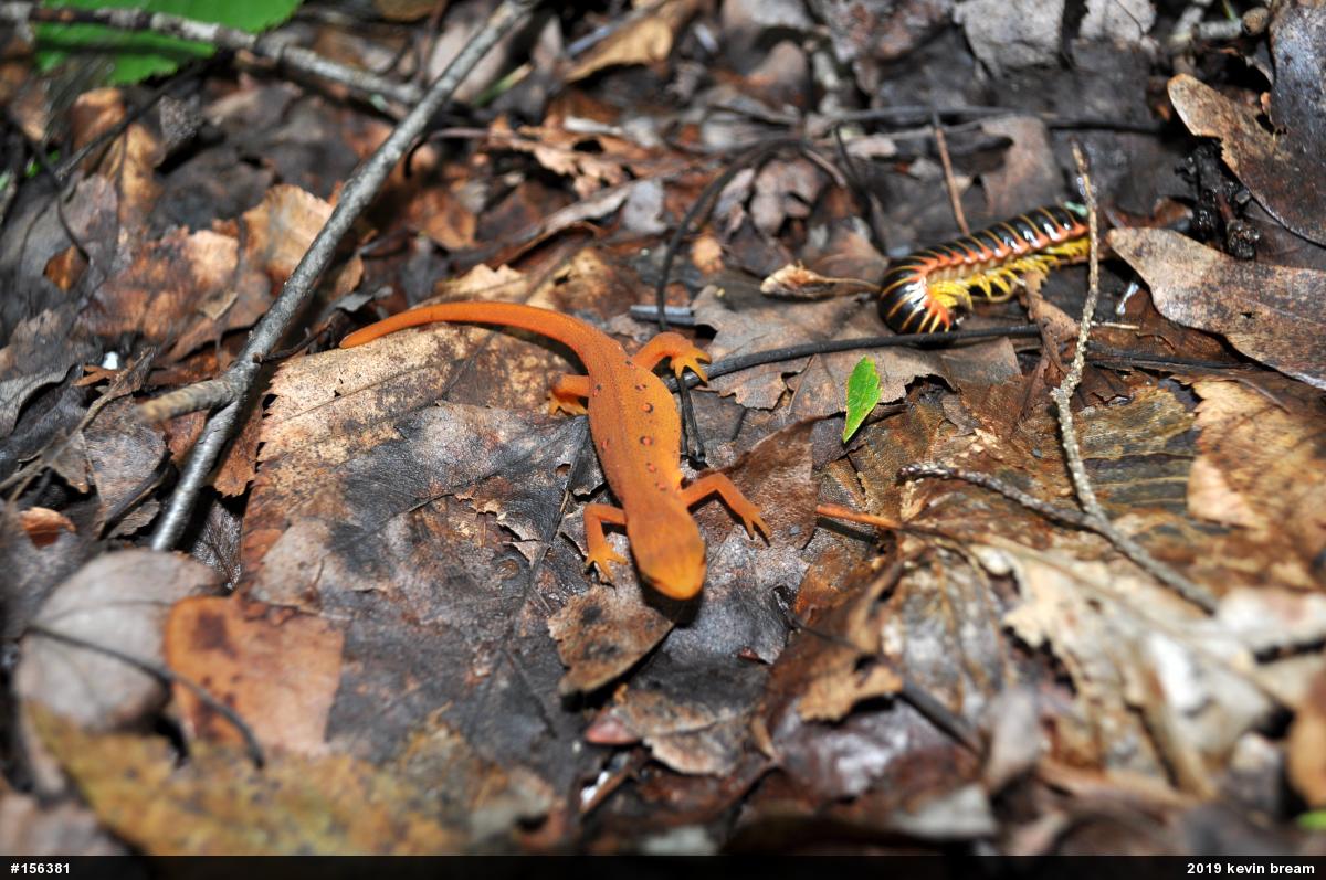 Red-spotted Newt