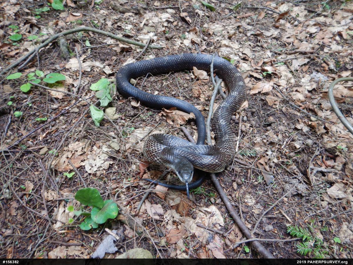 Eastern Ratsnake