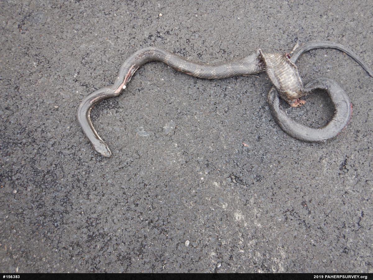 Eastern Ratsnake