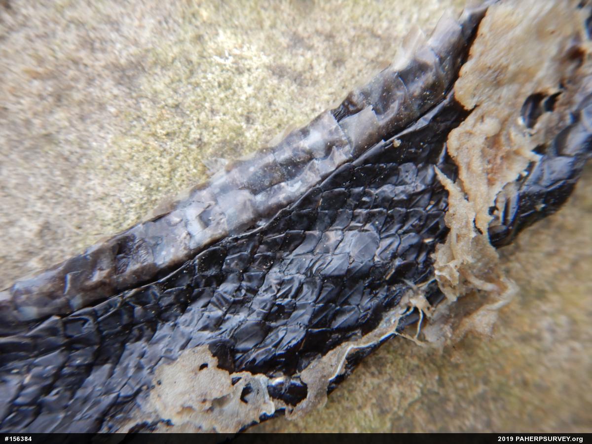 Eastern Ratsnake