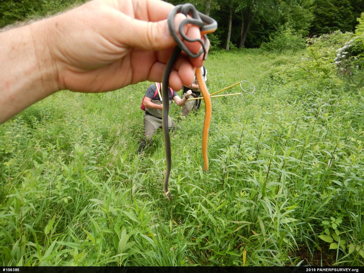 Northern Ring-necked Snake