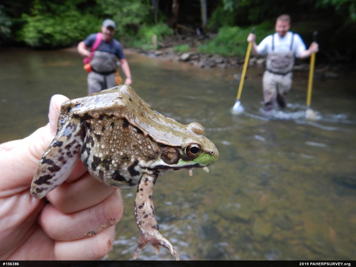 Green Frog