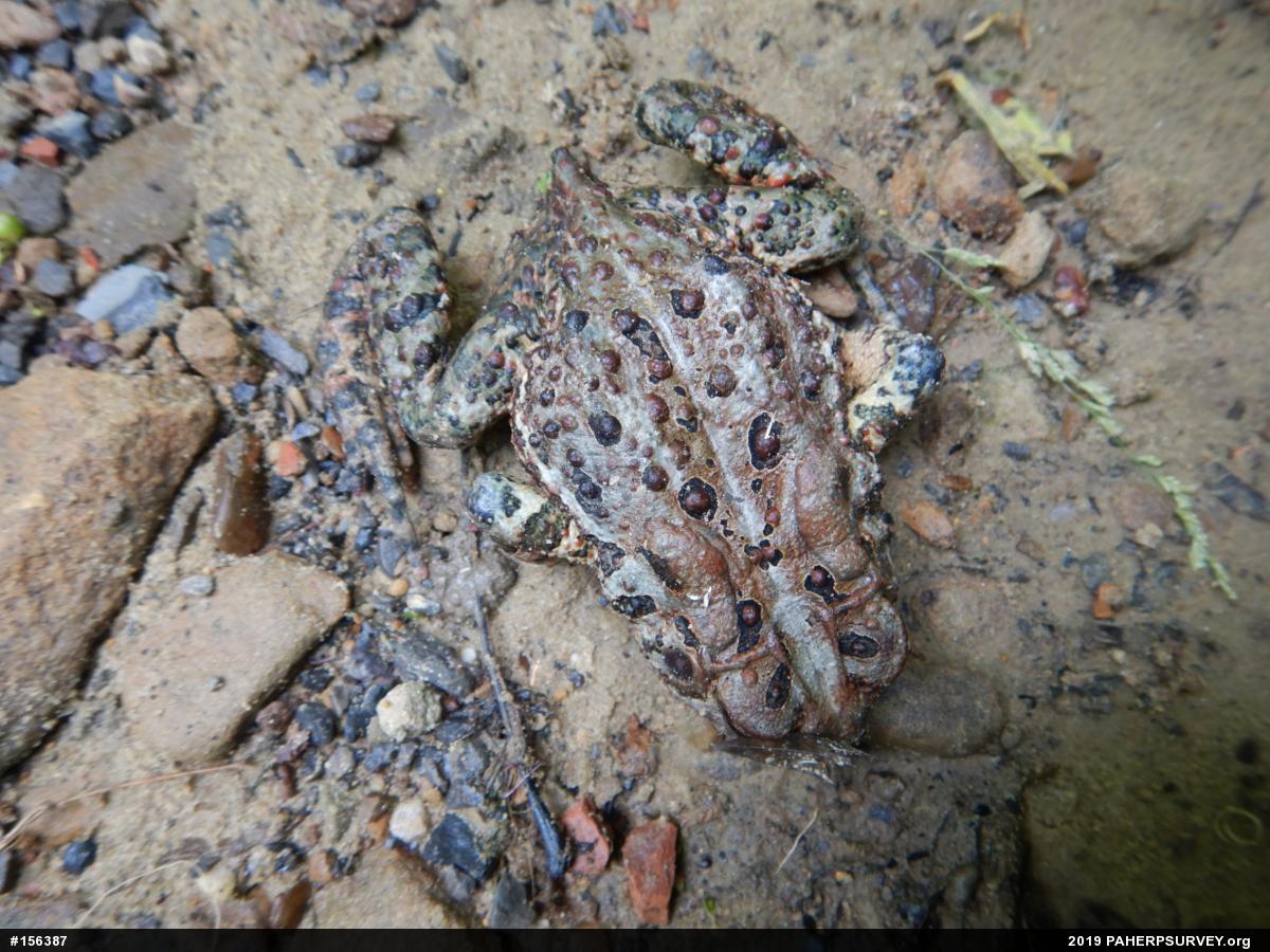 Eastern American Toad