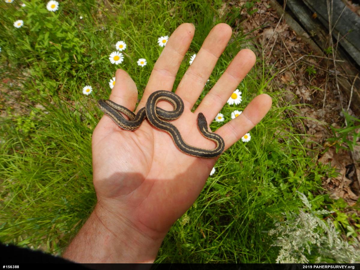 Eastern Gartersnake