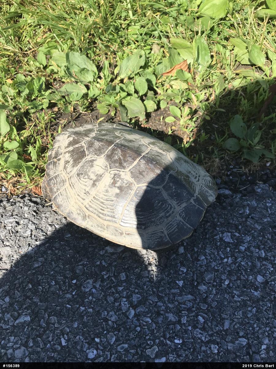 Northern Map Turtle