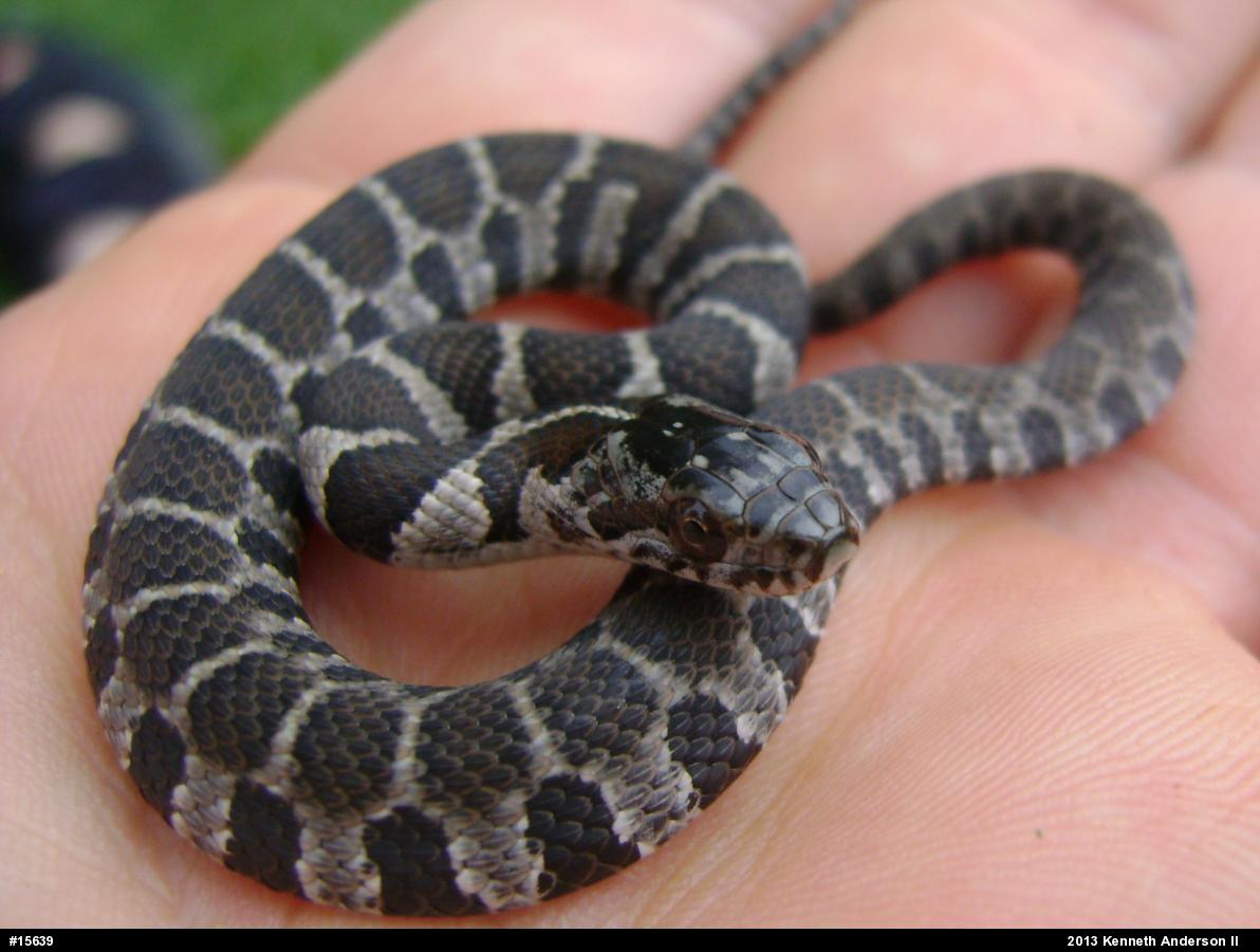 Northern Watersnake