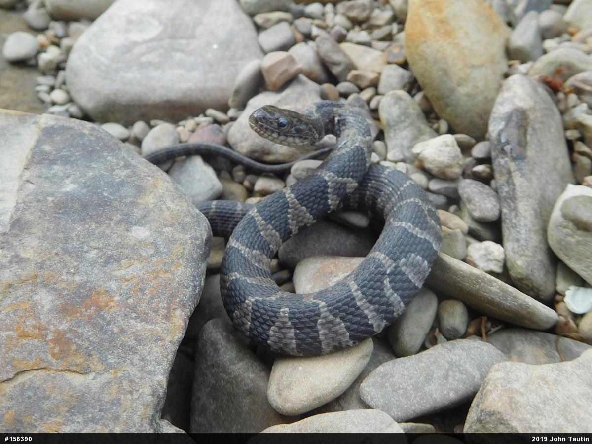 Northern Watersnake