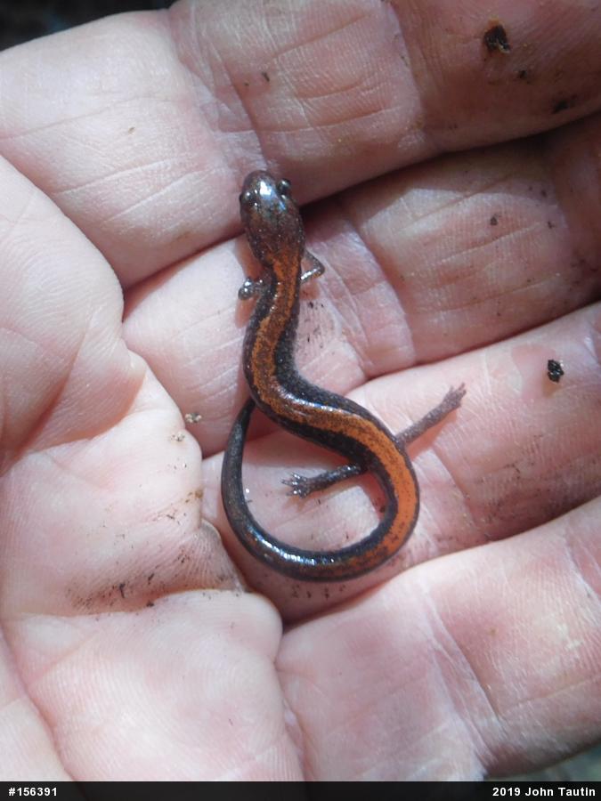 Eastern Red-backed  Salamander
