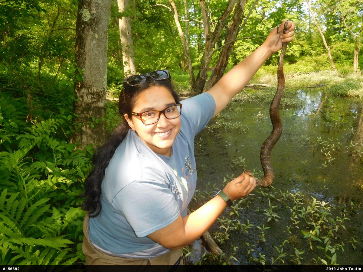 Northern Watersnake