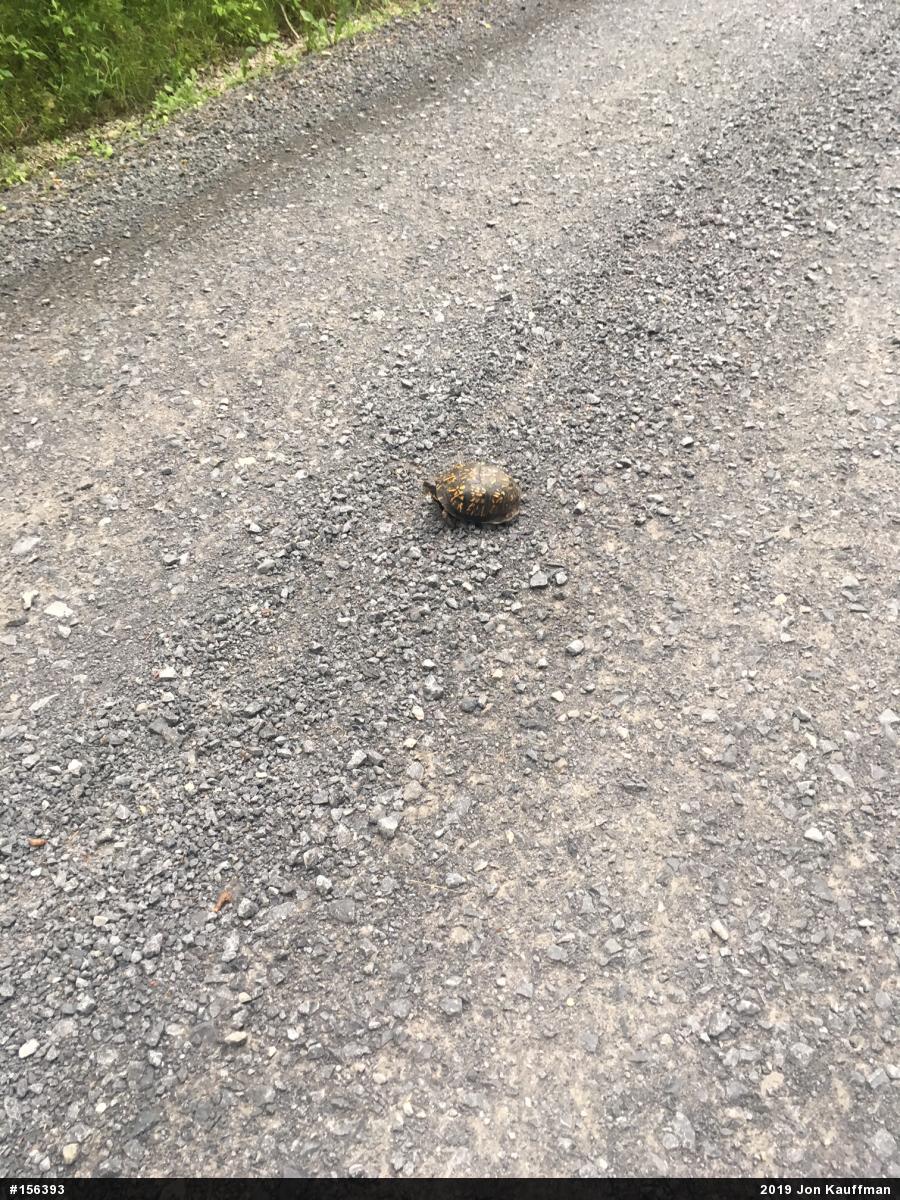 Eastern Box Turtle