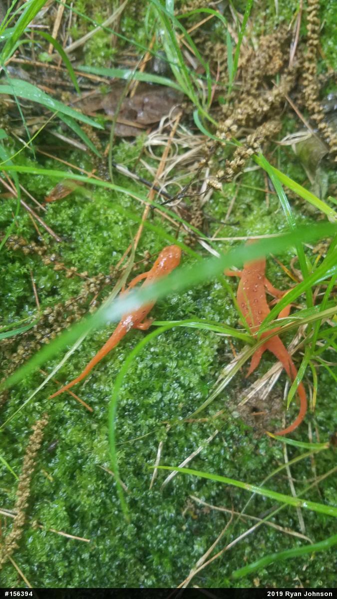 Red-spotted Newt