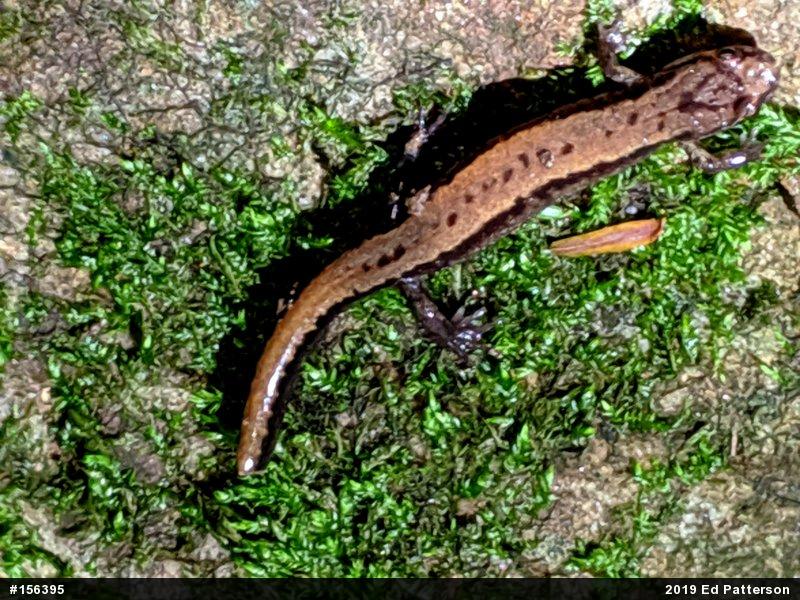 Allegheny Mountain Dusky Salamander