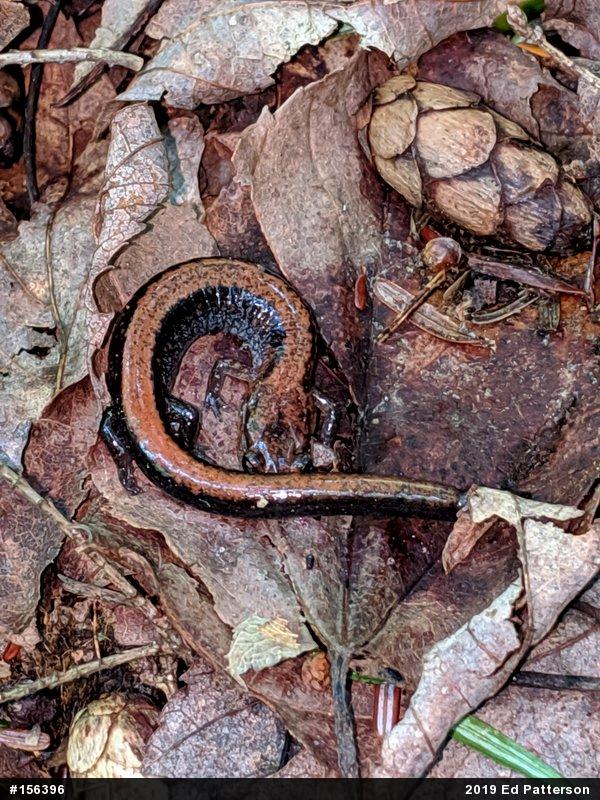 Eastern Red-backed  Salamander