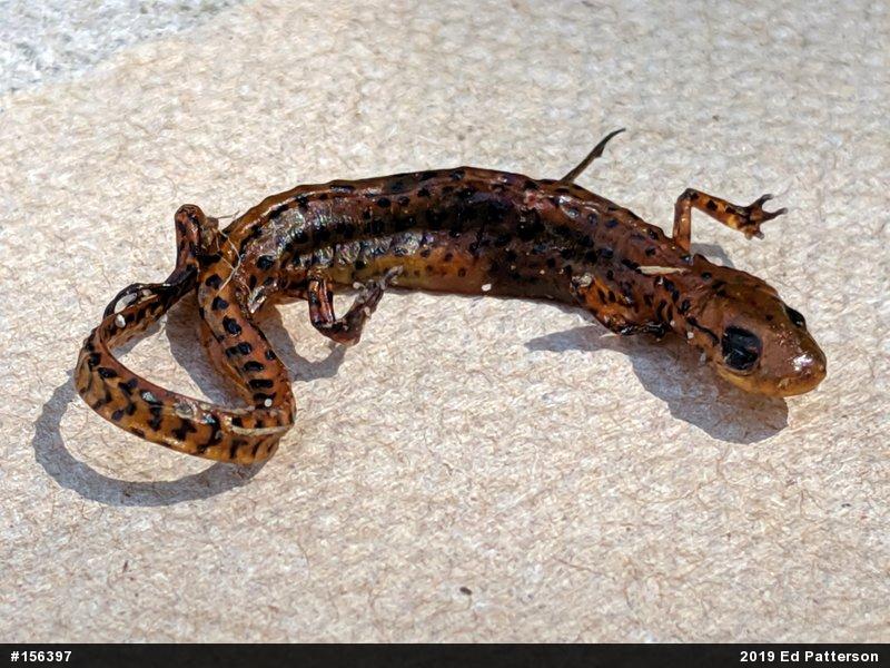 Eastern Long-tailed Salamander