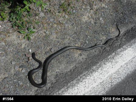 Northern Black Racer