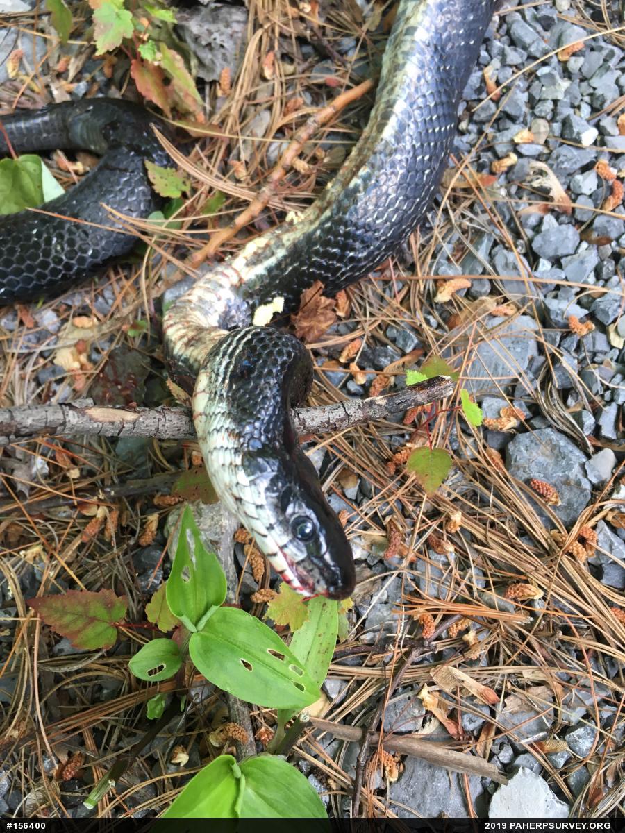 Eastern Ratsnake