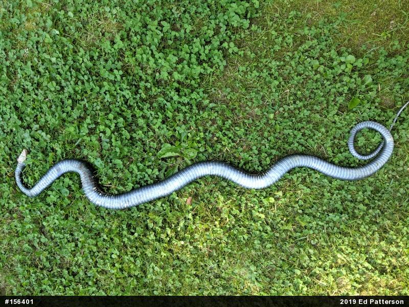 Northern Black Racer