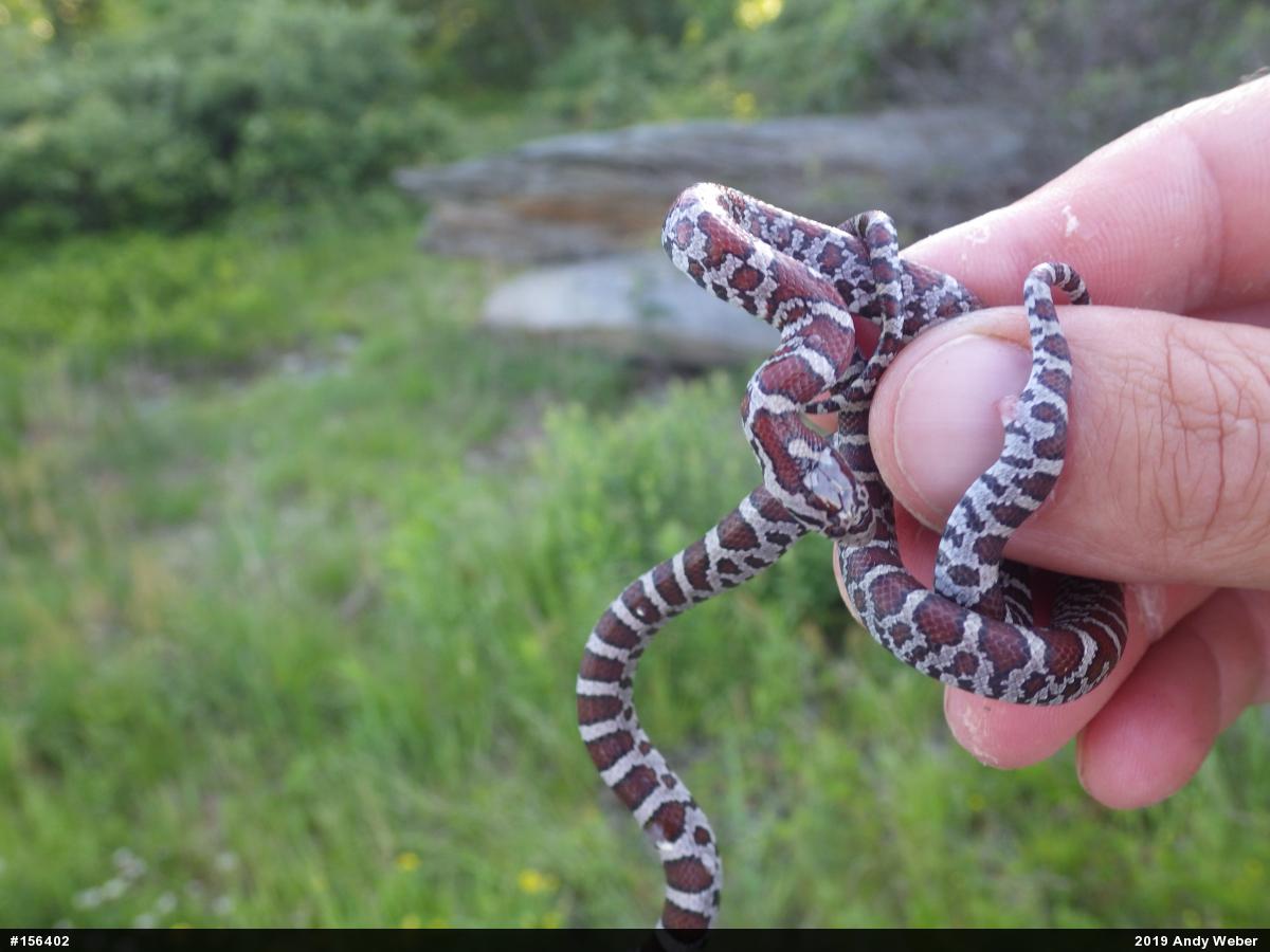 Eastern Milksnake