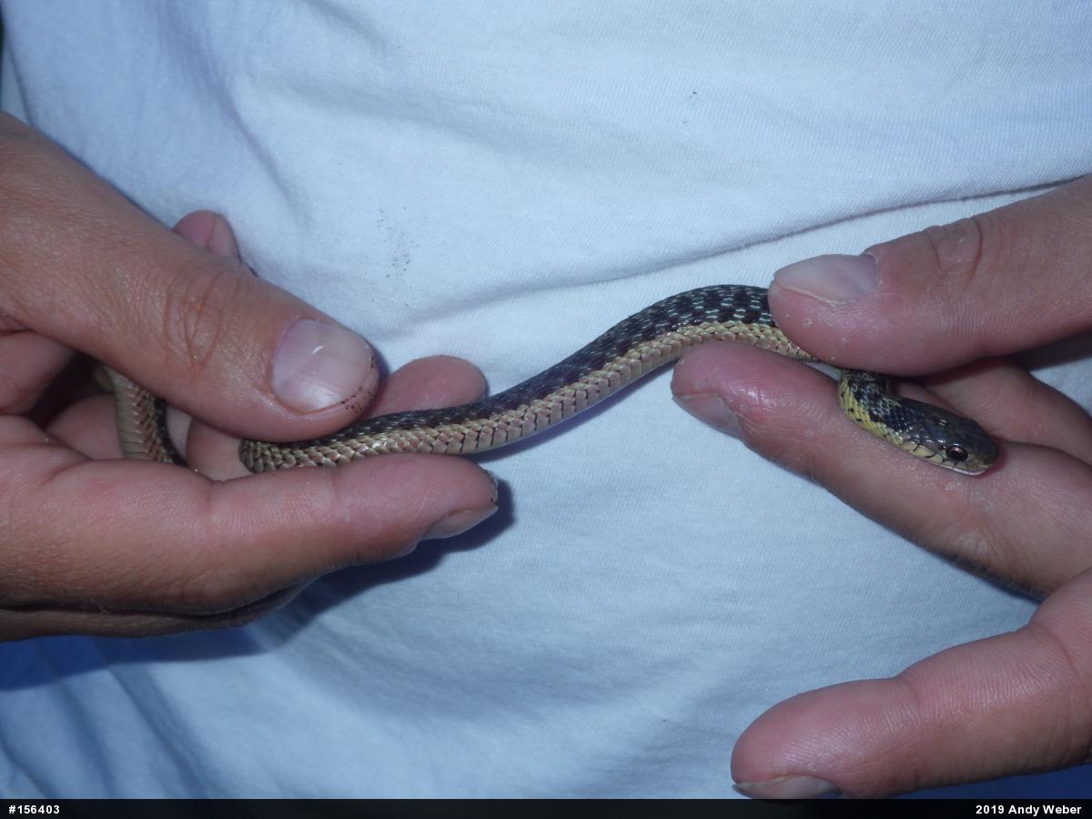 Eastern Gartersnake