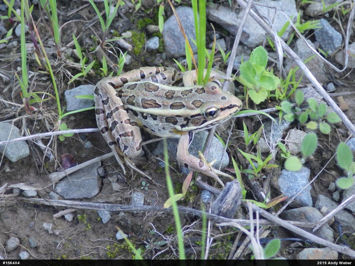 Pickerel Frog