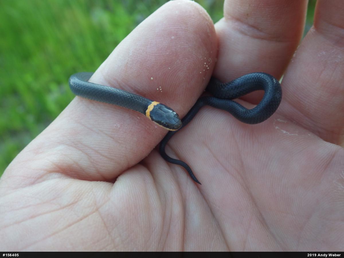 Northern Ring-necked Snake