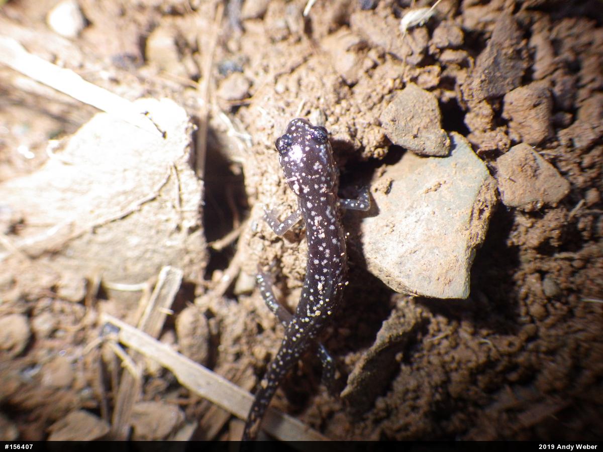 Northern Slimy Salamander