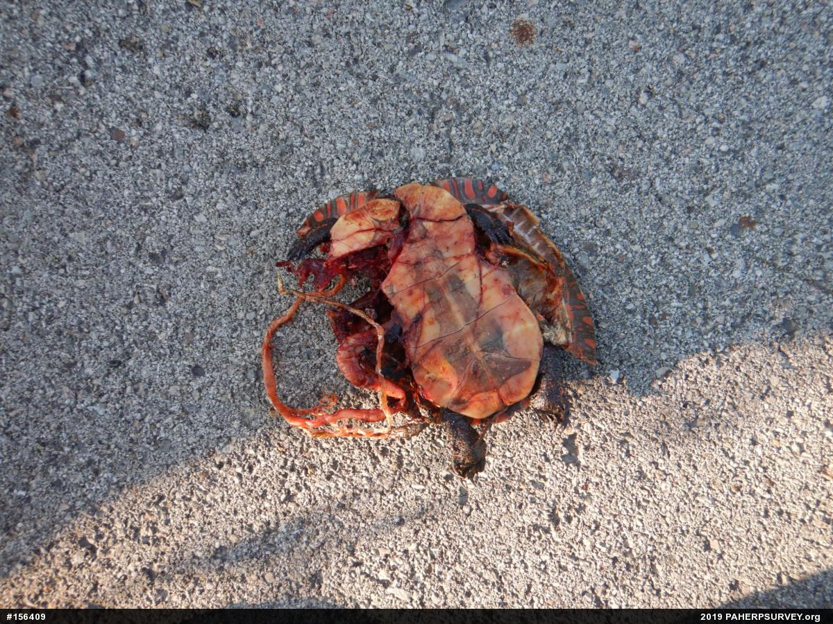 Midland Painted Turtle