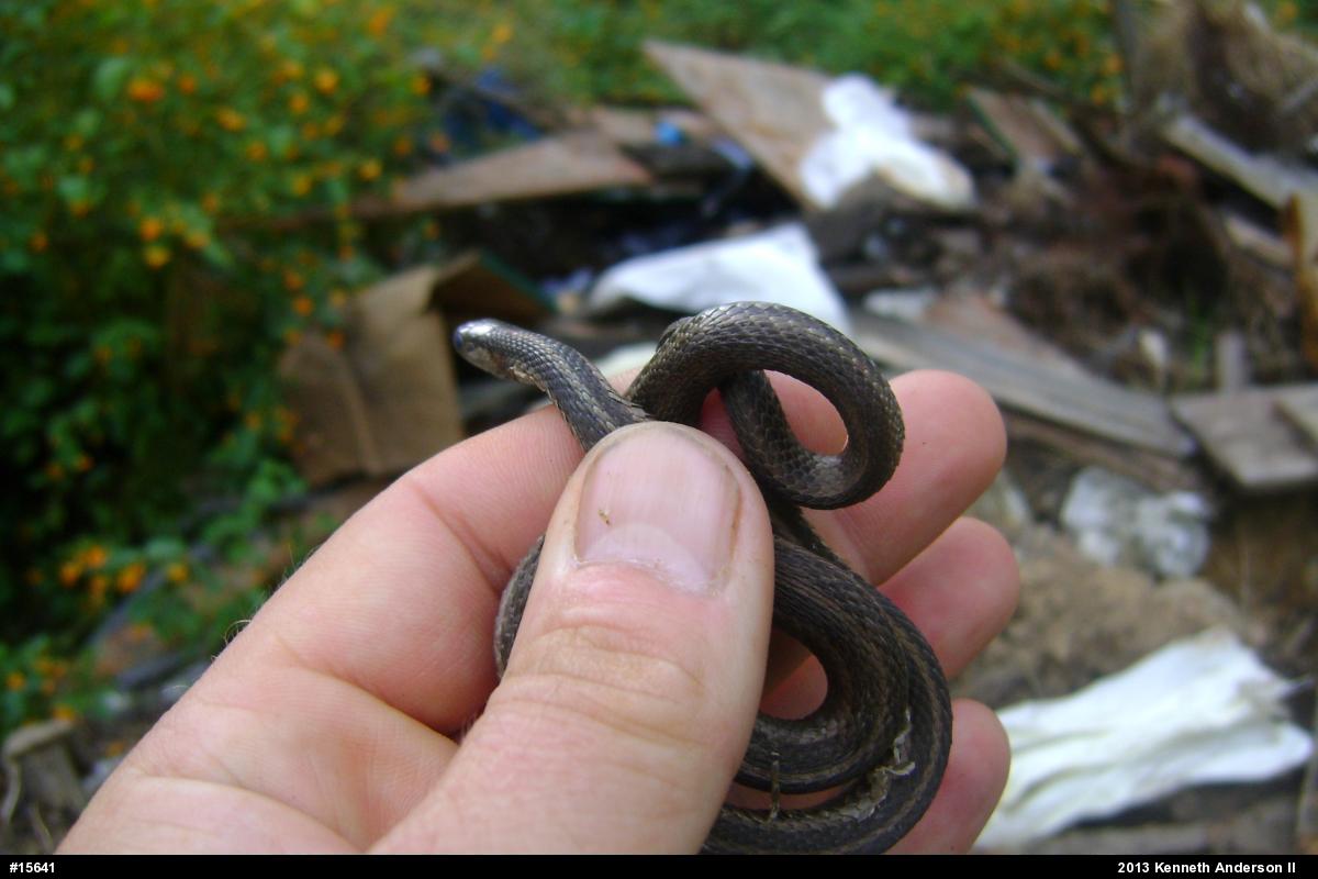 Shorthead Gartersnake