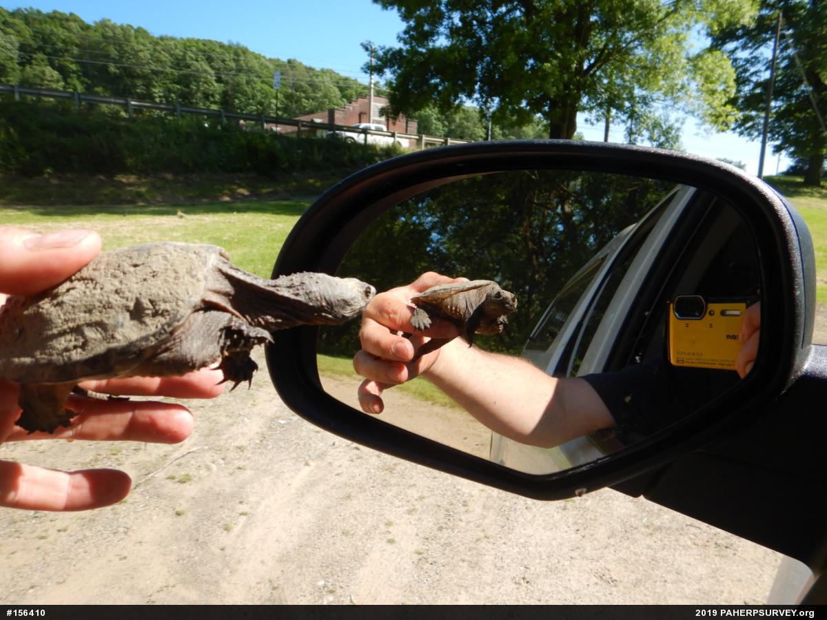 Snapping Turtle