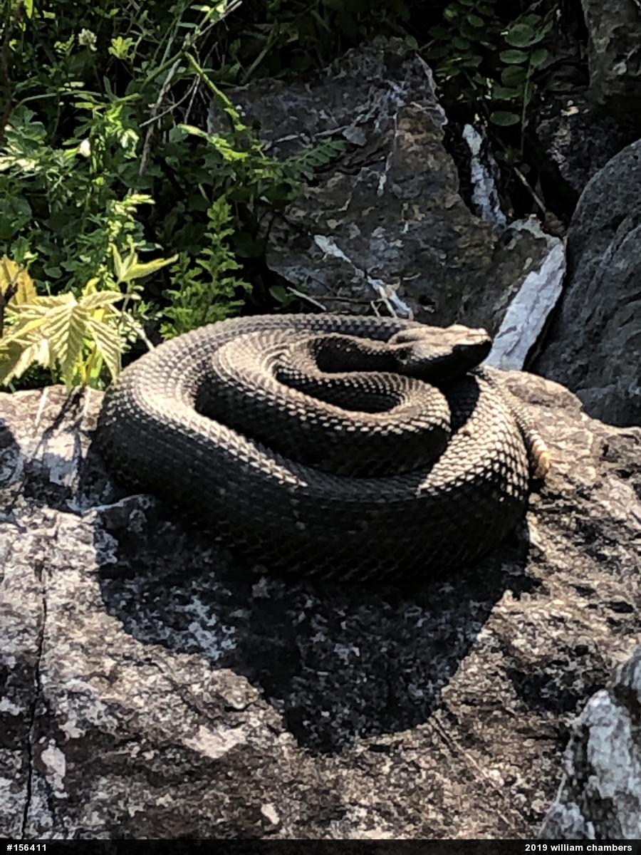 Timber Rattlesnake
