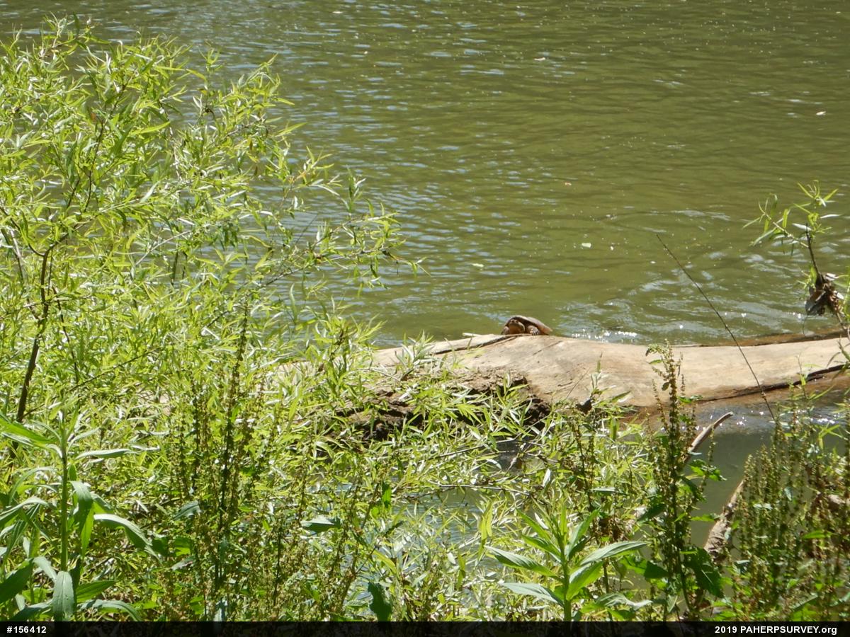 Snapping Turtle