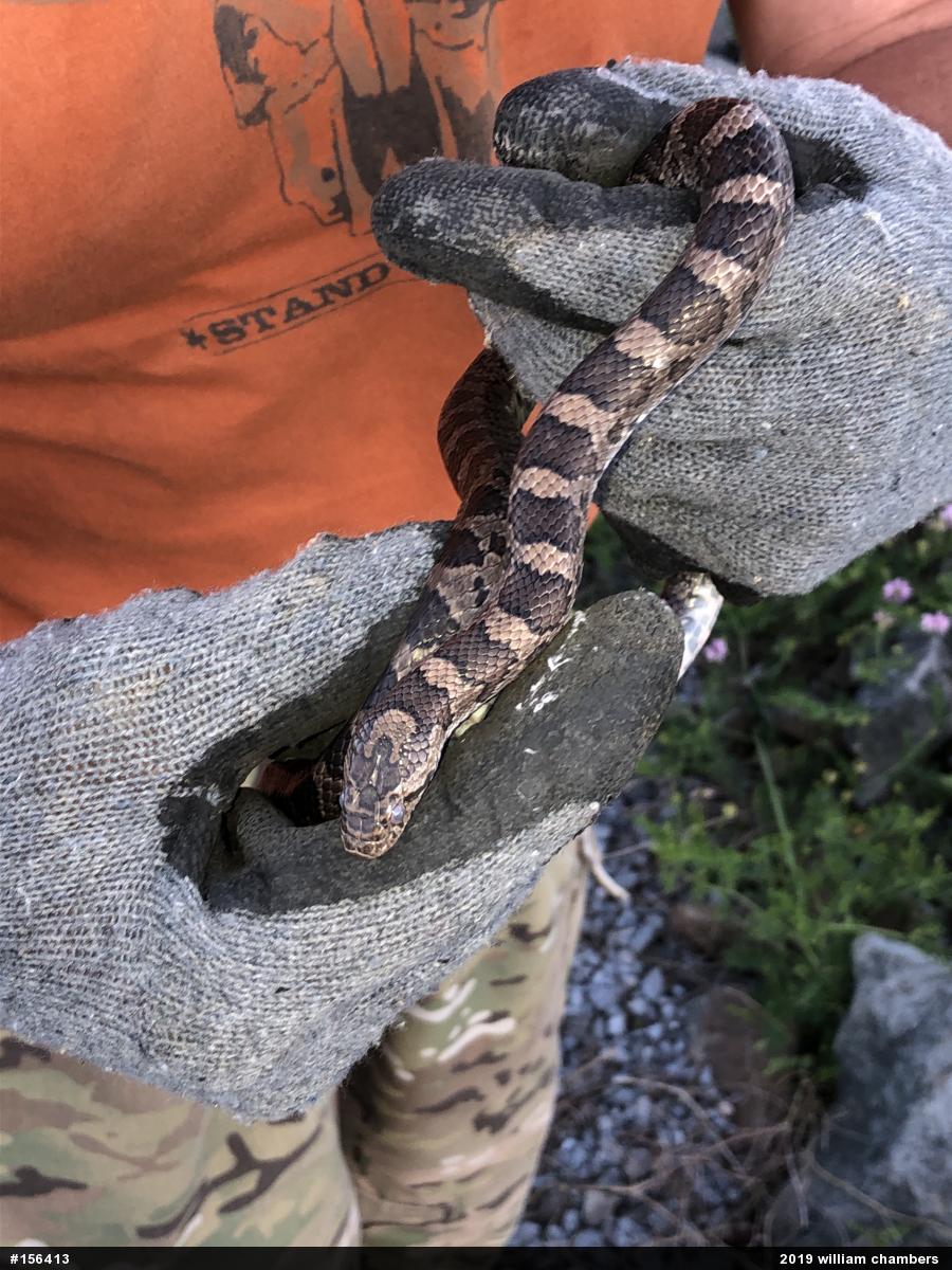 Eastern Milksnake