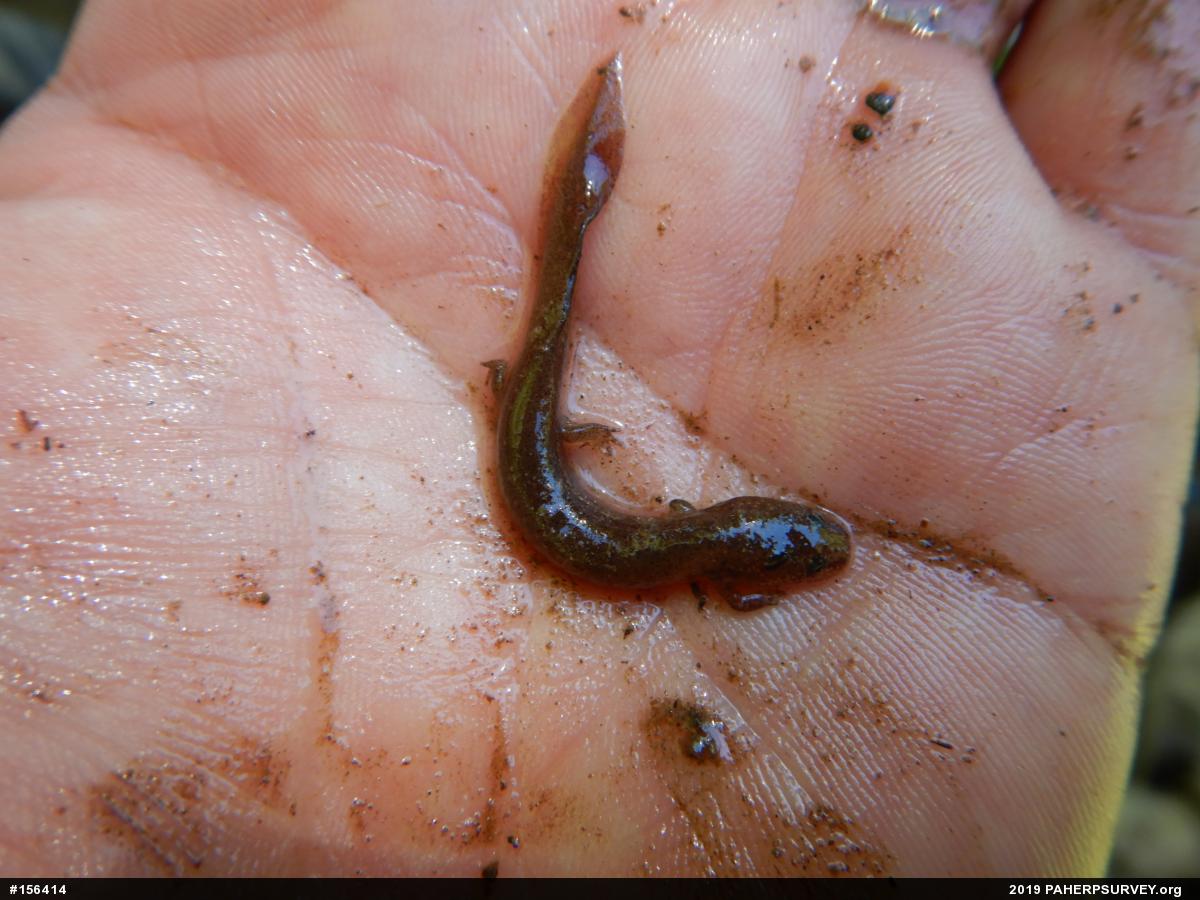 Northern Red Salamander