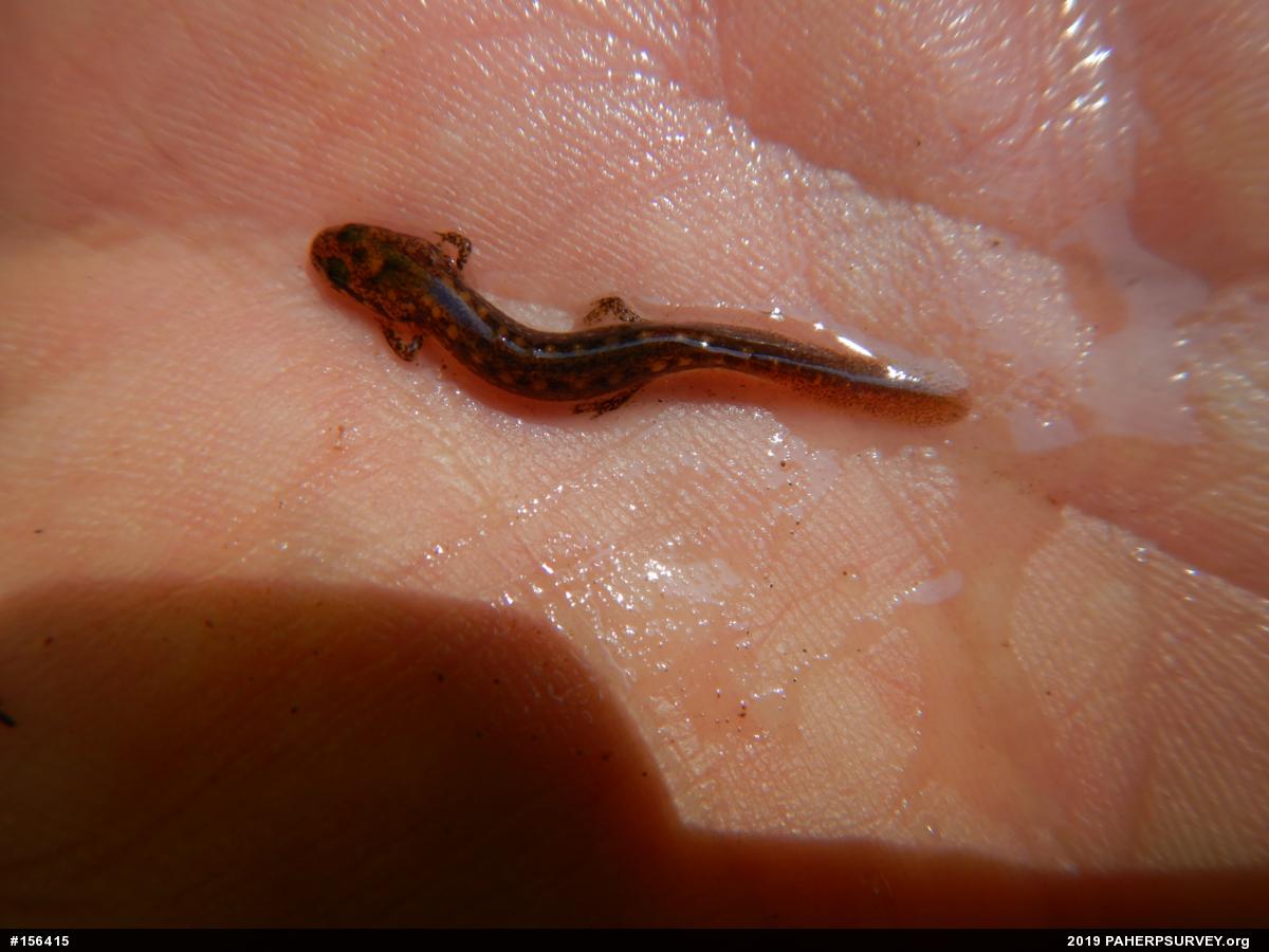 Northern Two-lined Salamander