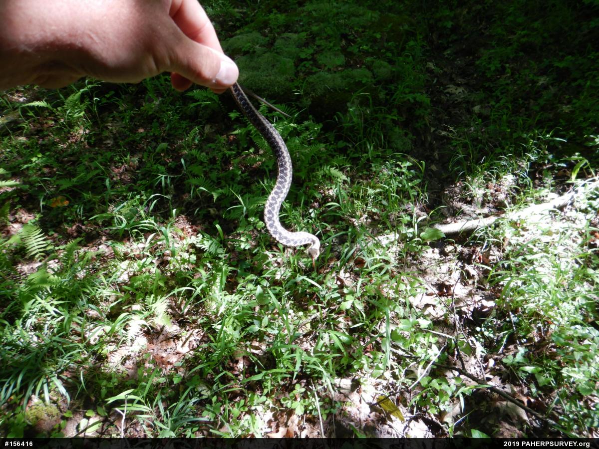Eastern Gartersnake