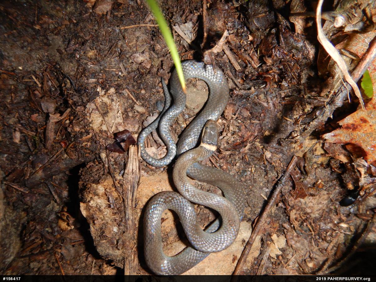 Northern Ring-necked Snake
