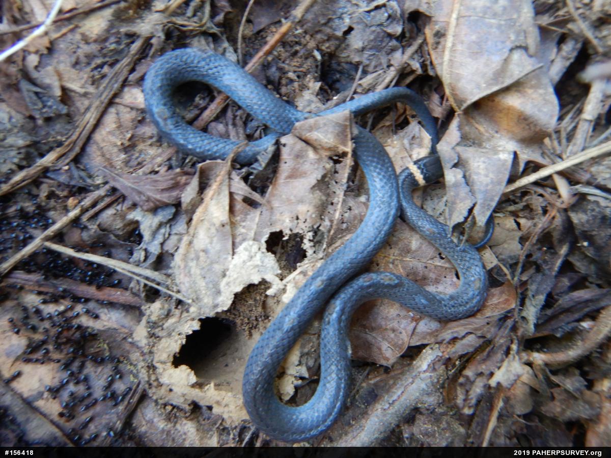 Northern Ring-necked Snake