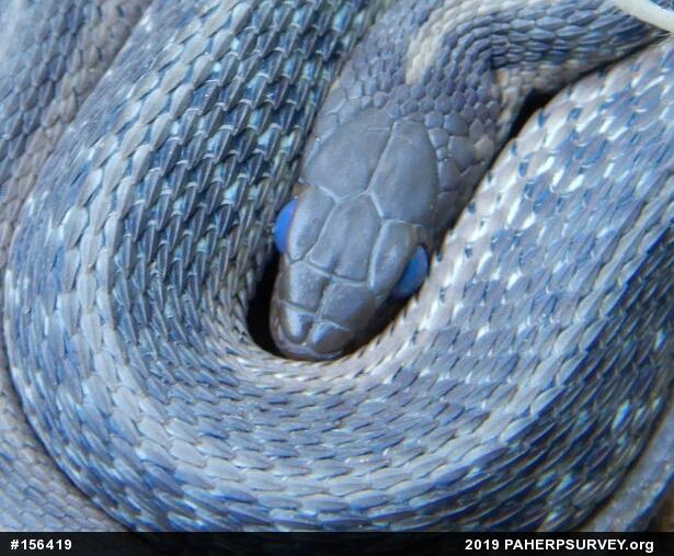 Eastern Gartersnake