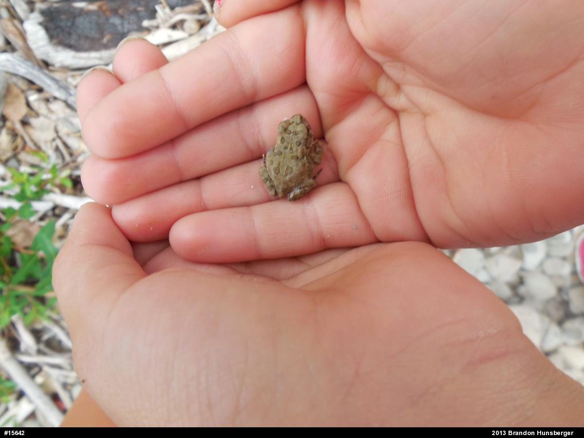 Fowler's Toad