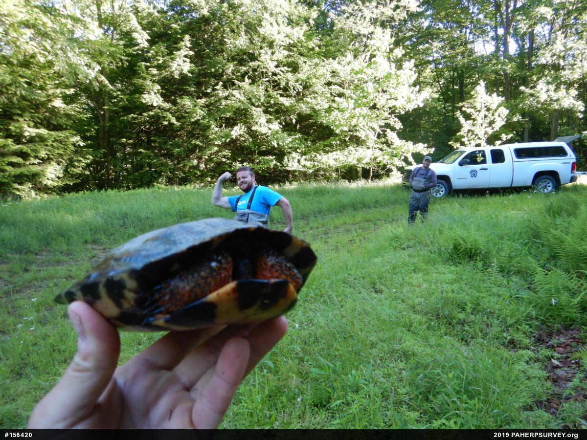 Wood Turtle