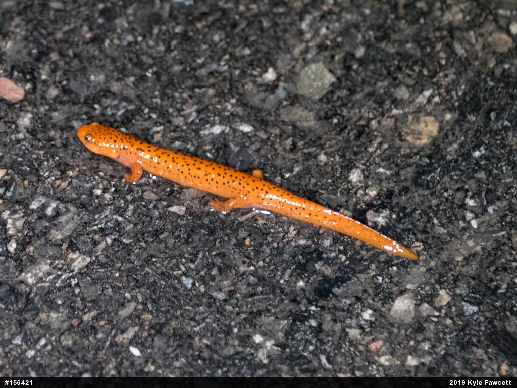 Northern Red Salamander