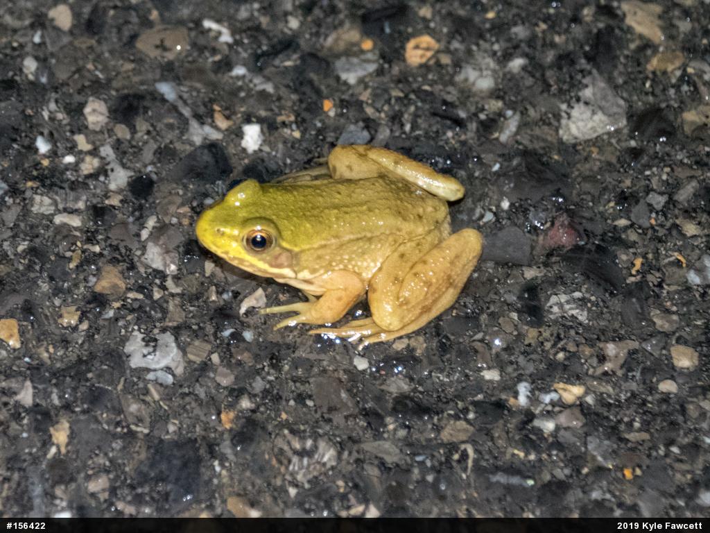 Green Frog