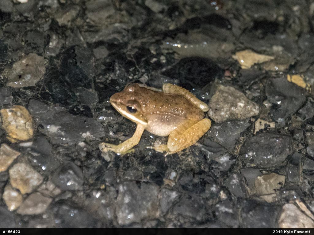 Wood Frog