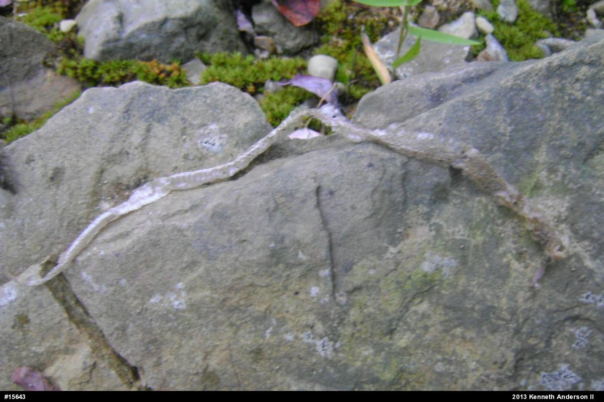 Northern Ring-necked Snake