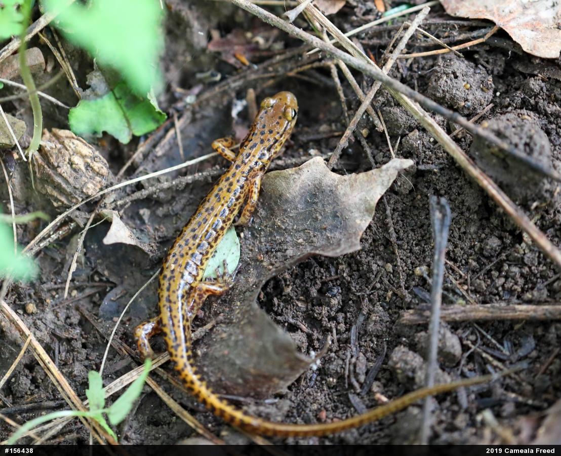 Eastern Long-tailed Salamander