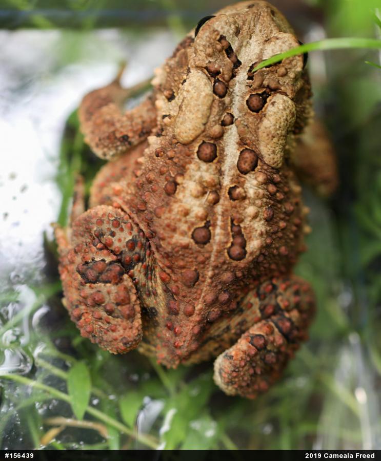 Eastern American Toad